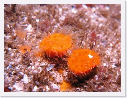 IMG_0825-crop * Orange Cup Coral (Balanophyllia elegans) * 2284 x 1713 * (872KB)