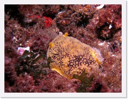 IMG_0831-crop * Noble Dorid (Peltodoris nobilis) * 2836 x 2127 * (1.58MB)