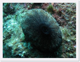 IMG_0867 * Giant Keyhole Limpet (Megathura crenulata) * 3264 x 2448 * (4.34MB)