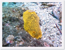 IMG_0871 * Noble Dorid (Peltodoris nobilis) * 3264 x 2448 * (4.44MB)