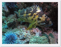 IMG_0873-crop * Black and Yellow Rockfish (Sebastes chrysomelas) * 2832 x 2124 * (1.72MB)