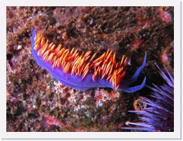 IMG_0892-crop * Spanish Shawl nudibranch (Flabellina iodinea) * 2400 x 1800 * (1.18MB)