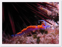 IMG_0950-crop * Spanish Shawl nudibranch * 2356 x 1767 * (704KB)