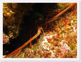 IMG_0986-crop * California Spiny Lobster * 3264 x 2448 * (1.99MB)