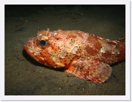 IMG_1006 * California Scorpionfish * 3264 x 2448 * (2.06MB)