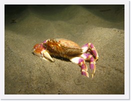 IMG_1027 * Slender Crab * 3264 x 2448 * (2.22MB)