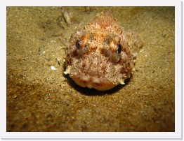 IMG_1036 * California Scorpionfish * 3264 x 2448 * (2.16MB)