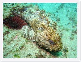 IMG_1069 * California Scorpionfish * 3264 x 2448 * (2.84MB)