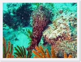 IMG_1091-crop * California Sea Hare * 3264 x 2448 * (1.82MB)