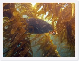 IMG_1170-crop * Giant Sea Bass and Kelp (Calico) Bass * 2990 x 2243 * (908KB)