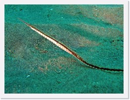 IMG_1267-crop * Pipefish * 2828 x 2121 * (1.49MB)