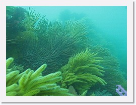 MVI_1310 * VIDEO: Gorgonian City Swim-through * 1 x 1 * (13.77MB)