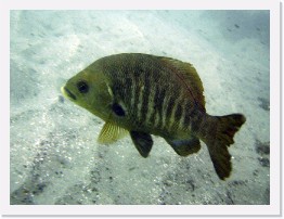 IMG_1286-crop * Black Perch * 2440 x 1830 * (907KB)