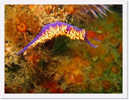 IMG_1317-crop * Spanish Shawl nudibranch * 2452 x 1839 * (722KB)