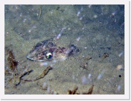 IMG_1376-crop * California Lizardfish (Synodus lucioceps) * 1584 x 1188 * (438KB)