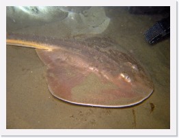 IMG_1397-crop * Thornback Ray * 3264 x 2448 * (1.13MB)