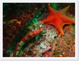 IMG_1445 * Red Sea Star, Painted Greenling * 3264 x 2448 * (2.13MB)