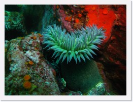 IMG_1513 * Giant Green Anenome (Anthopleura xanthogrammica) * 3264 x 2448 * (2.01MB)