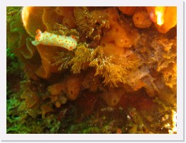 IMG_1529-crop * Clown Dorid (Triopha catalinae), sponge, lacy bryozoan, moss animal * 2169 x 1627 * (639KB)