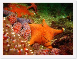 IMG_1538 * Bat Star, Black Eyed Goby, Sunflower Star, Blood Star * 3264 x 2448 * (2.32MB)