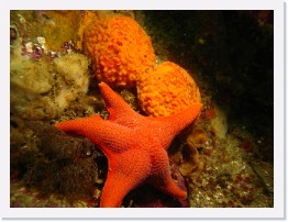 IMG_1555 * Red Sea Star, Orange Puffball Sponges * 3264 x 2448 * (2.01MB)