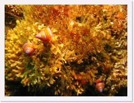 IMG_1581-crop * Blue Ring Top Snails, Staghorn Bryozoan * 2852 x 2139 * (1.15MB)