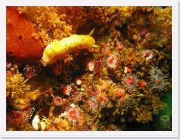 IMG_1587-crop * Monterey Dorid (Archidoris montereyensis), Club Tipped Anenomes * 2808 x 2106 * (983KB)