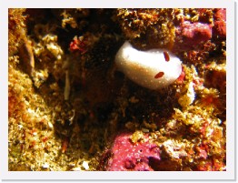 IMG_1619-crop * Limbaugh's Cadlina (Cadlina limbaughorum) * 2155 x 1616 * (636KB)