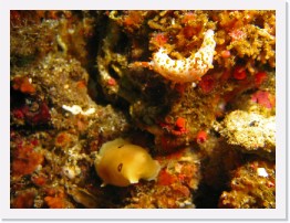 IMG_1622-crop * Clown Dorid (Triopha catalinae) and San Diego Dorid (Diaulula sandiegensis) * 2772 x 2079 * (800KB)