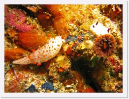 IMG_1627-crop * Clown Dorid (Triopha catalinae), Limbaugh's Cadlina (Cadlina limbaughorum) and Brown Cup Coral * 2940 x 2205 * (1.1MB)