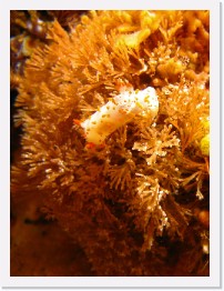 IMG_1657-crop * Clown Dorid (Triopha catalinae), Moss Animal * 1789 x 2385 * (609KB)