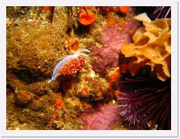 IMG_1667 * Hermes' Aeolid (Hermissenda crassicornis), Orange Cup Coral, Brown Cup Coral, Purple & Red Urchins * 3264 x 2448 * (2.32MB)