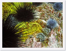 IMG_1690-crop * Crowned Urchins, Purple Urchins, Aggregating Anenomes, Bread Crumb Sponge, Blue Ring Top Snail, White Spotted Porostome, Club Tipped Anenomes * 3264 x 2448 * (1.54MB)