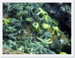 IMG_1708-crop * Ochre Stars, Giant Spined Stars, Giant Green Anenomes, Sheephead, Purple Urchins * 3264 x 2448 * (1.46MB)