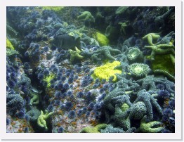 IMG_1709-crop * Ochre Stars, Giant Spined Stars, Giant Green Anenomes, Sheephead, Bread Crumb Sponge, Orange Cup Corals * 3264 x 2448 * (1.65MB)