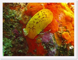 IMG_1732-crop * Noble Dorid (Peltodoris nobilis) * 2184 x 1638 * (648KB)