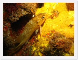 IMG_1733 * Kelp Rockfish, Bread Crumb Sponge * 3264 x 2448 * (2.35MB)