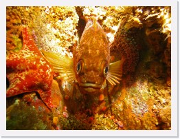 IMG_1734-crop * Kelp Rockfish, Bat Star * 3004 x 2253 * (1.29MB)