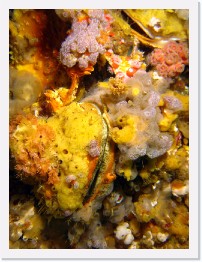 IMG_1762-crop * Rock Scallops, Colonial Tunicates, Club Tipped Anenomes * 1830 x 2440 * (774KB)