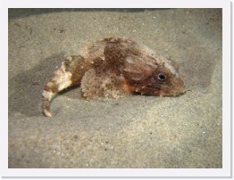 IMG_1801-crop * California Scorpionfish * 2444 x 1833 * (573KB)