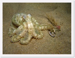 IMG_1804-crop * Octopus * 2553 x 1915 * (793KB)