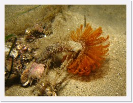 IMG_1806-crop * Feather Duster Worm * 2388 x 1791 * (738KB)