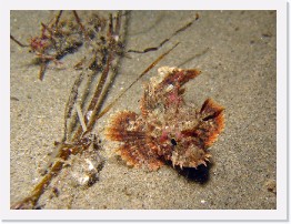 IMG_1843-crop * Baby California Scorpionfish * 1804 x 1353 * (604KB)