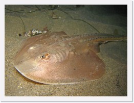 IMG_1847-crop * Thornback Ray * 3180 x 2385 * (1.16MB)