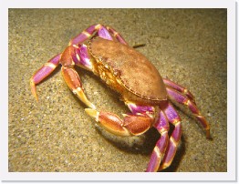 IMG_1850-crop * Slender Crab * 2706 x 2030 * (986KB)