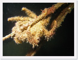 IMG_1851-crop * Moss Crab * 2952 x 2214 * (1017KB)