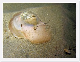 IMG_1862-crop * Lewis' Moon Snail * 2900 x 2175 * (1.06MB)