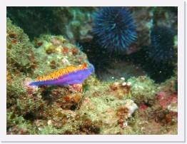 IMG_1880-crop * Spanish Shawl nudibranch * 2174 x 1631 * (648KB)