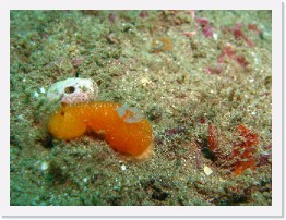 IMG_1882-crop * Yellow Horned Dorid (Acanthodoris lutea) * 1921 x 1441 * (586KB)