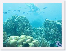 MVI_2056 * VIDEO: Jamaican Reef swim-through * 160 x 120 * (68.55MB)